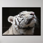 Kijk naar het Licht! Poster (Voorkant)