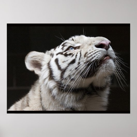 Kijk naar het Licht! Poster (Voorkant)