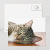 Kijk naar je kat briefkaart (Voorkant / Achterkant)