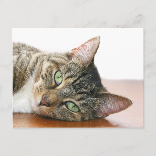 Kijk naar je kat briefkaart (Voorkant)