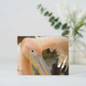 Kijk naar je Pelican Briefkaart (Staand voorkant)