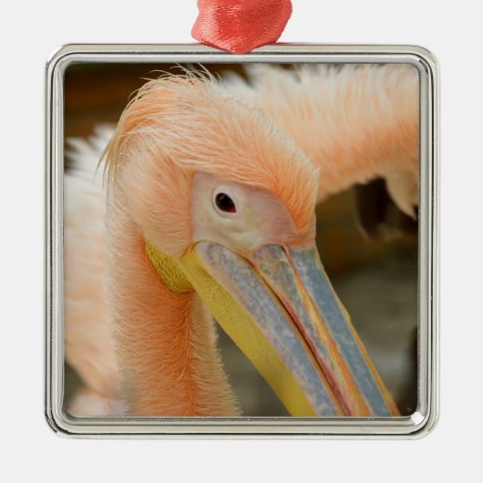 Kijk naar je Pelican Ornament (Voorkant)