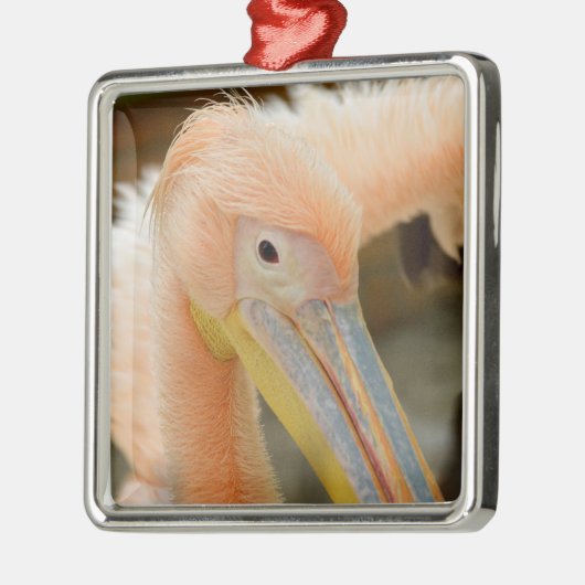 Kijk naar je Pelican Ornament (Links)