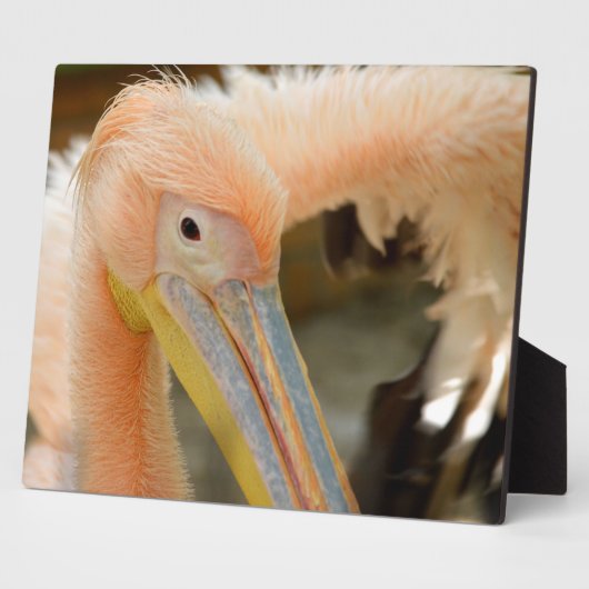 Kijk naar je Pelican Plaque Fotoplaat (Zijkant)