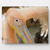 Kijk naar je Pelican Plaque Fotoplaat (Voorkant)