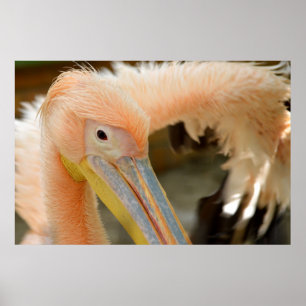 Kijk naar je Pelican Poster