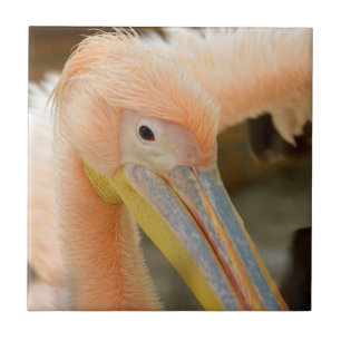 Kijk naar je Pelican Tile Tegeltje