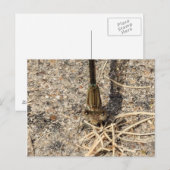 Kijk naar jou briefkaart (Voorkant / Achterkant)