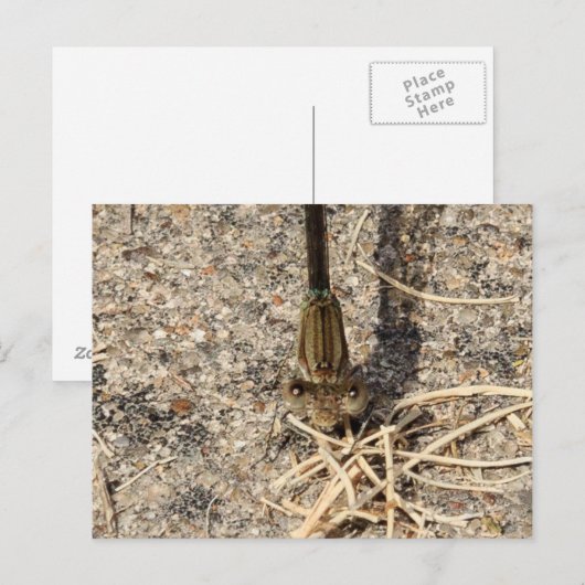 Kijk naar jou briefkaart (Voorkant / Achterkant)