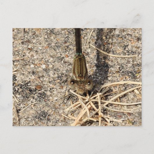 Kijk naar jou briefkaart (Voorkant)