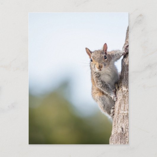 Kijk naar jou! Briefkaart eekhoorn (Voorkant)