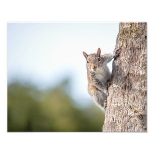 Kijk naar jou! Eekhoorn Foto-Prints Foto Afdruk