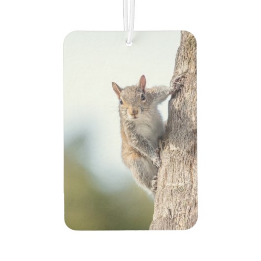 Kijk naar jou! Squirrel Air Freshener Luchtverfrisser (Achterkant)