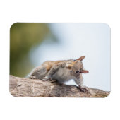 Kijk naar jou! Squirrel Magnet Magneet (Horizontaal)