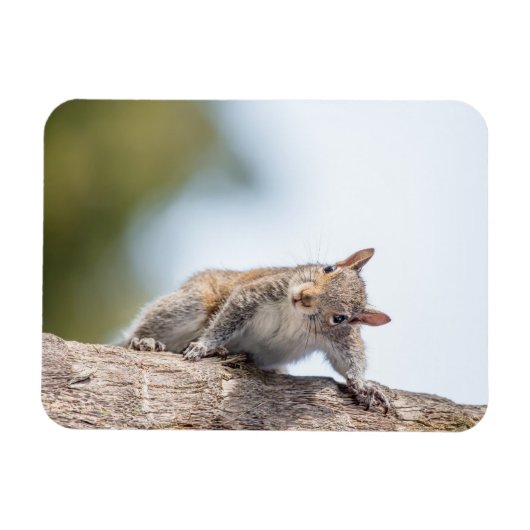 Kijk naar jou! Squirrel Magnet Magneet (Horizontaal)