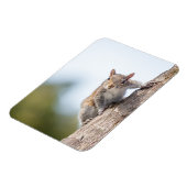 Kijk naar jou! Squirrel Magnet Magneet (Linkerzijde)