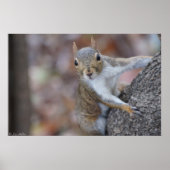 "Kijk naar me" Juvenile Squirrel Print Poster (Voorkant)
