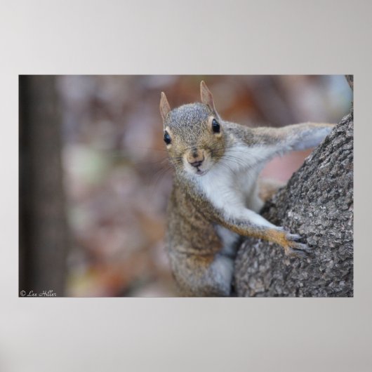 "Kijk naar me" Juvenile Squirrel Print Poster (Voorkant)