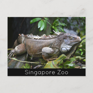 Kijk naar me Lizard Singapore Zoo Feestdagenkaart