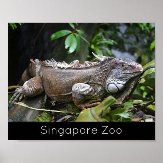 Kijk naar me Lizard Singapore Zoo Holiday Poster (Voorkant)