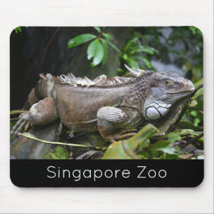 Kijk naar me Lizard Singapore Zoo Muismat