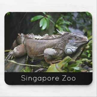 Kijk naar me Lizard Singapore Zoo Muismat