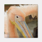 Kijk naar Pelican Magnet (Voorkant)