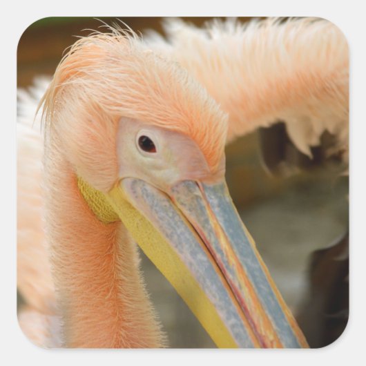 Kijk naar Pelican Sticker (Voorkant)