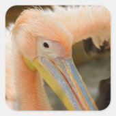 Kijk naar Pelican Sticker (Voorkant)