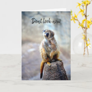 Kijk nu niet meer - vogelkaart kaart
