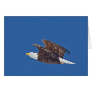 Kijk omhoog, Bald Eagle