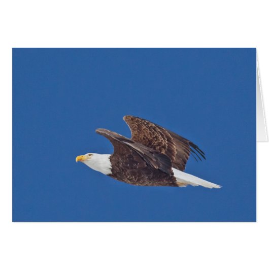 Kijk omhoog, Bald Eagle (Voorkant Horizontaal)