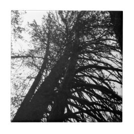 Kijk omhoog in de bomen tegeltje