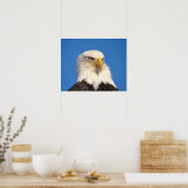 Kijk op Amerikaanse zeearend Poster (Keuken)