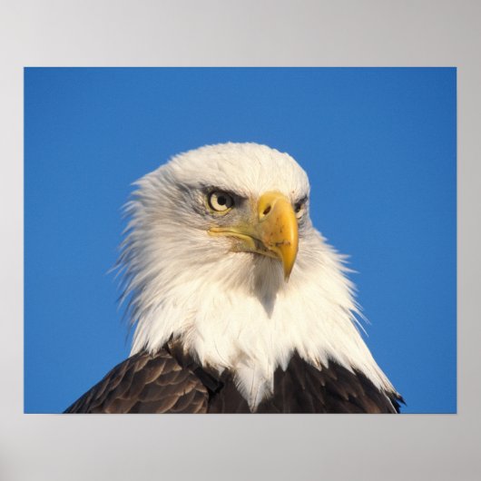 Kijk op Amerikaanse zeearend Poster (Voorkant)