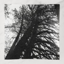 Kijk op in de tegel van de boomkeramiek