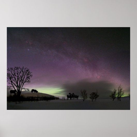 "Kijk terug." Border Collie Poster (Voorkant)