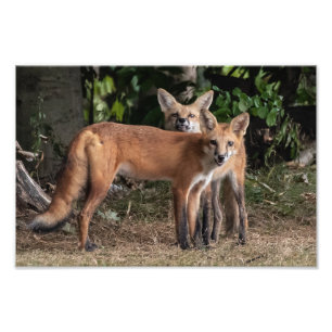 Kijk uit voor mijn broerfoto foto afdruk