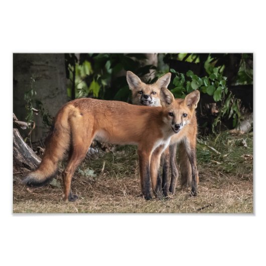 Kijk uit voor mijn broerfoto foto afdruk (Voorkant)