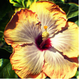 Kijken in de perzik en gele bloem staand fotobeeldje 