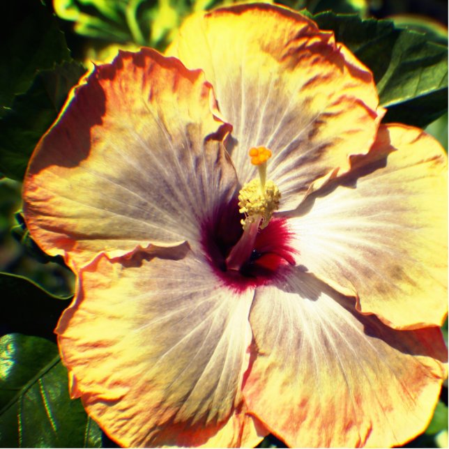 Kijken in de perzik en gele bloem staand fotobeeldje  (Voorkant)