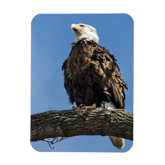 Kijken Magneet (Verticaal)