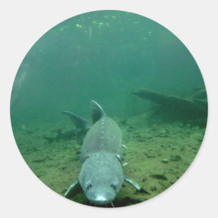 Kijken Monster Ronde Sticker