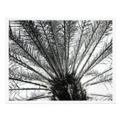 Kijken naar boven // Zwart en wit Florida Palm Foto Afdruk (Voorkant)