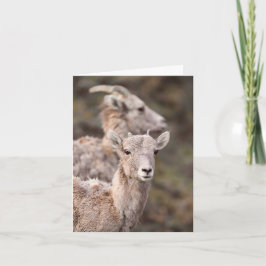 Kijken naar Ewe - 4" x 5,6" Notitiekaart