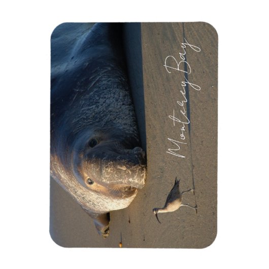 Kijken naar noordelijke zeeolifanten vogels, Monte Magneet (Verticaal)