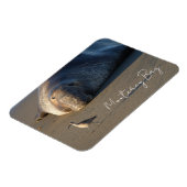 Kijken naar noordelijke zeeolifanten vogels, Monte Magneet (Linkerzijde)