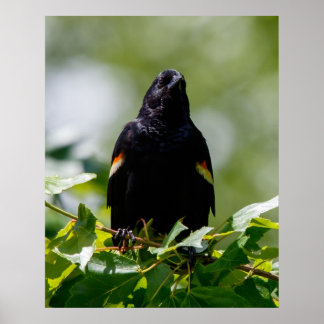 Kijken Poster