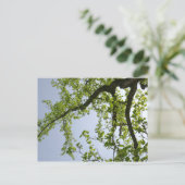 Kijkend naar de Populaire boom van de Lente Briefkaart (Staand voorkant)