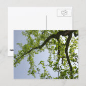 Kijkend naar de Populaire boom van de Lente Briefkaart (Voorkant / Achterkant)